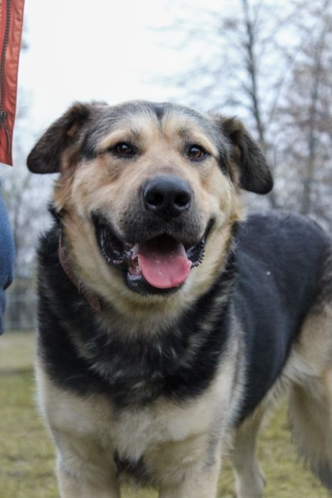 Borys - właściciel zmarł, a Borys tęskni! Cudowny psiak do adopcji
