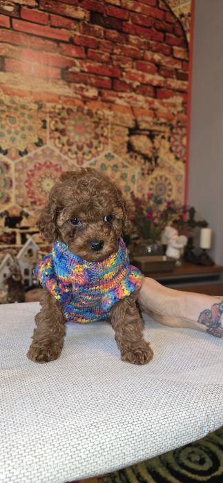 Pudel toy dziewczynka  odbiór 10 stycznia  2026