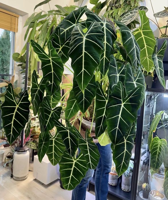 Alocasia Micholitziana Maxkowskii  Tzw zielony Frydek
