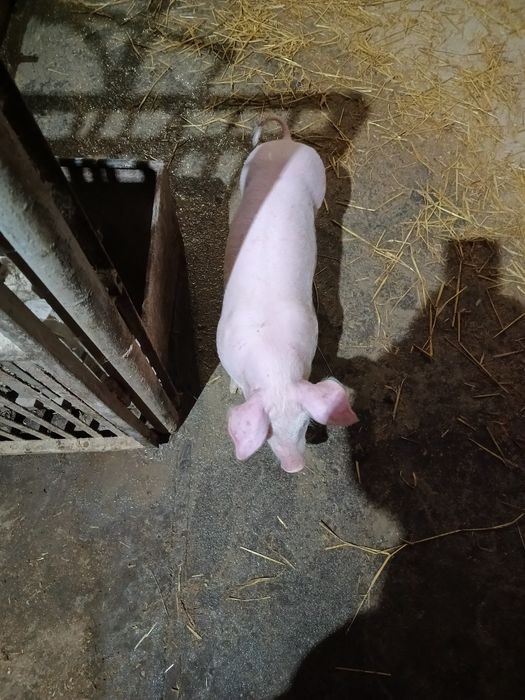 Поросята ландрас+ петрен