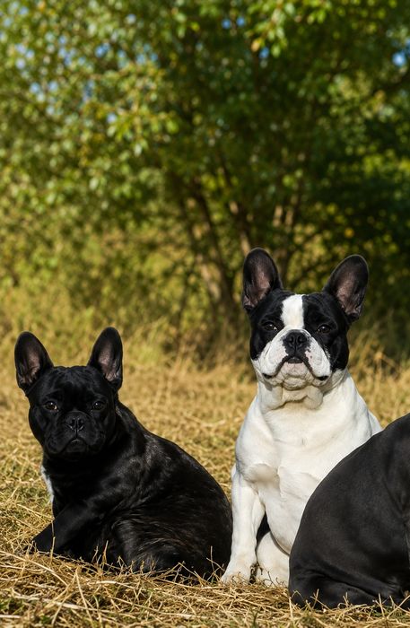Buldog francuski