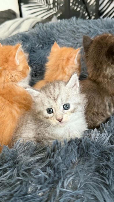 Kocięta Mainecoon Zielone Serce PL Hodowla Maine Coon
