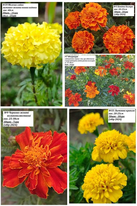 Насіння чорнобривців