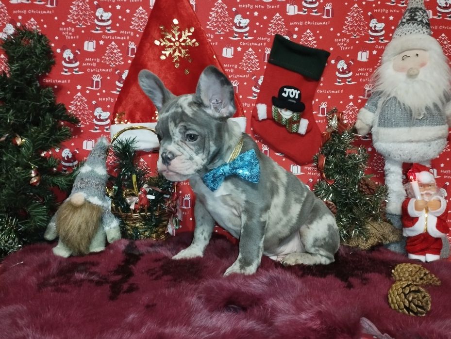 Суперовый кобель с документами. Чудо в дом на Новогодние праздники.