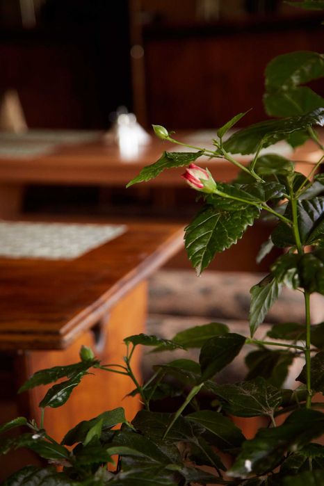 кафе "Розалія" м.Полтава