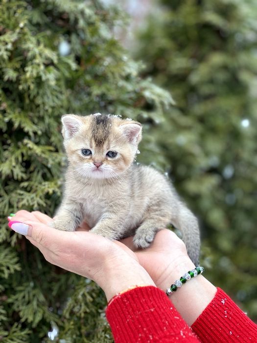 Чарівна дівчинка чекає на свою сім'ю