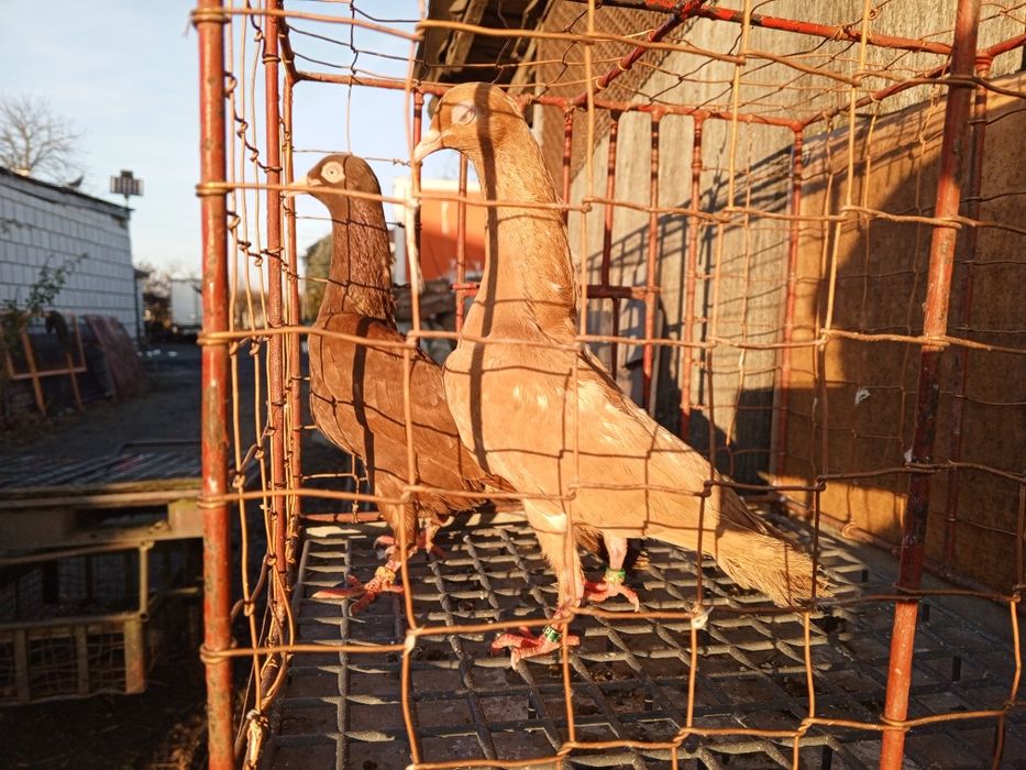 Stargardzkie Starogardzkie pulsujące ptaki gołębie ozdobne para