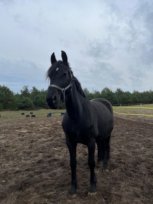 Sprzedam klacz 3/4 fryza