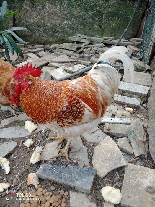 Vendo galo adulto retirar na lameira Celorico de basto