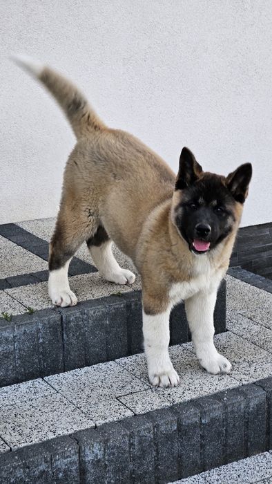 Akita Amerykańska Piesek