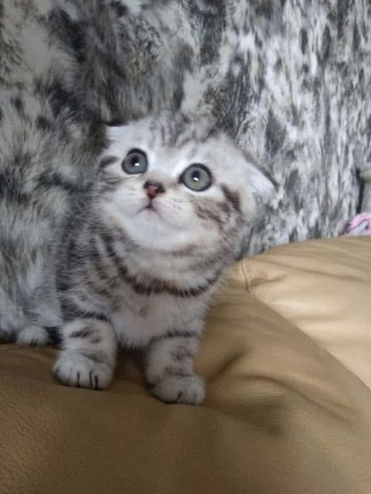 Dziewczynka marmurowa zwisłoucha