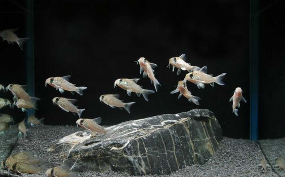 Kirysek ekwadorski - Corydoras atropersonatus - Kirys - dowóz, wysyłka