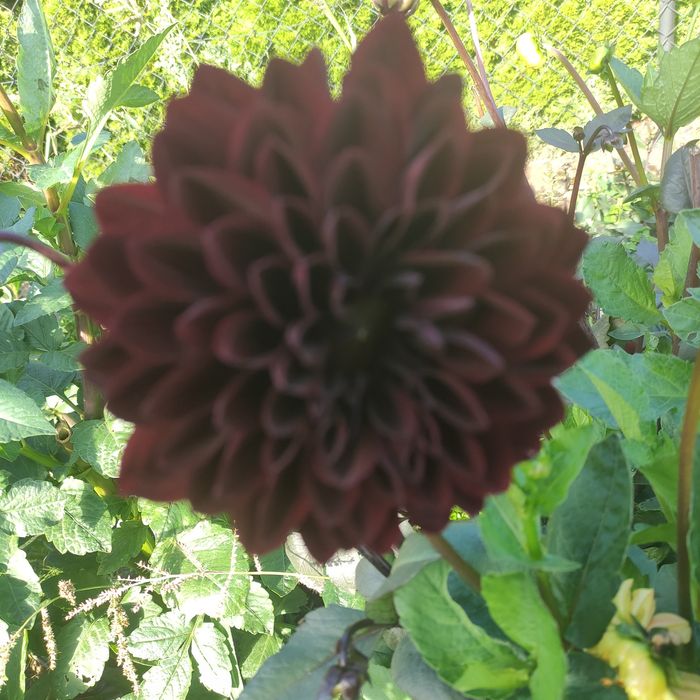 Dalia Karpy Rozne kolory