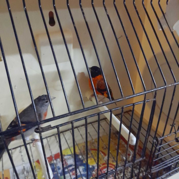 Vendo casal de cardinalitos.