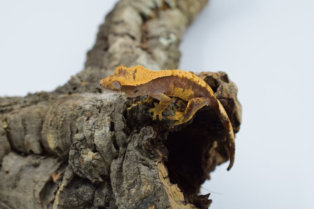 Gekon orzęsiony młode