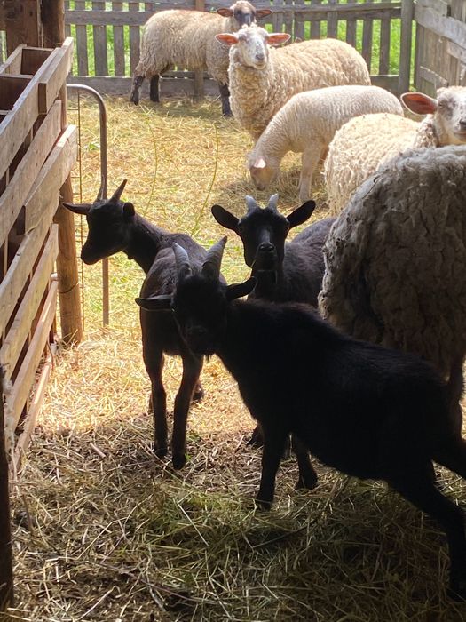 Cabras anãs para venda