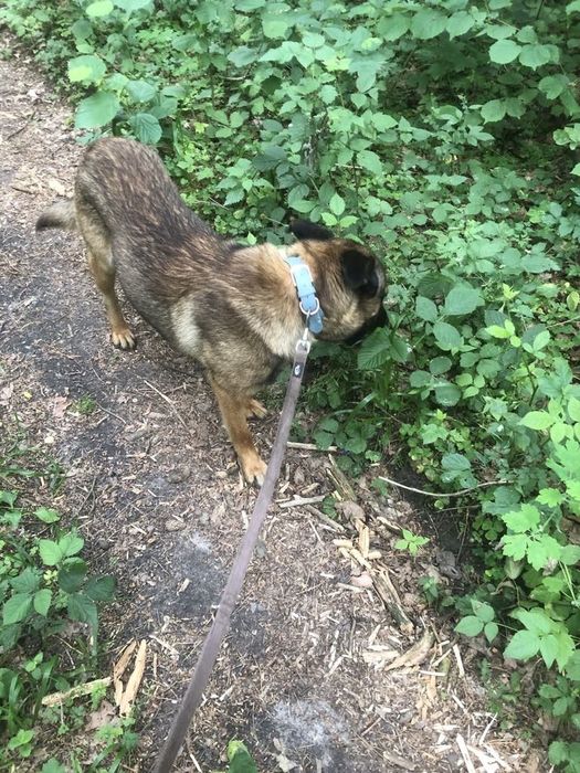 Lulu( VIP w schronisku) szuka odpowiedzialnego  domku