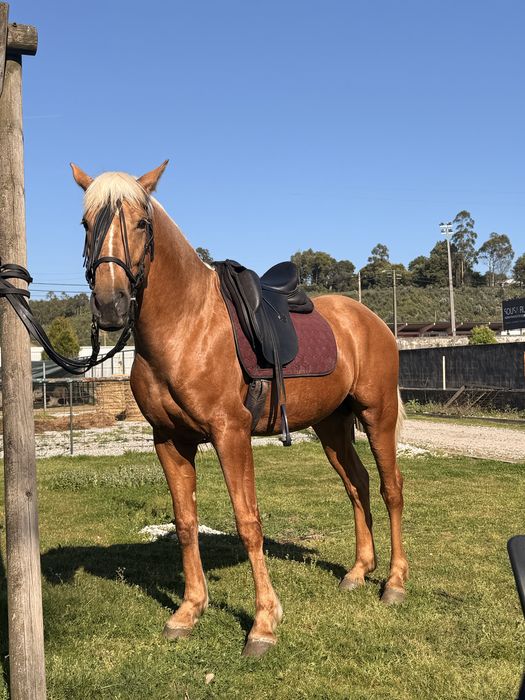 Cobricoes de cavalo palomino