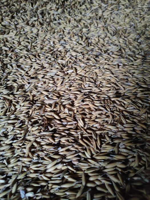 Pszenżyto, owies, wyka