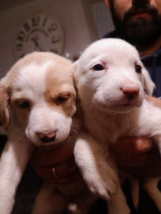 *Cadelinhas para ADOÇÃO responsável*