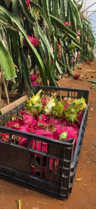 Pitaya fruta e plantas