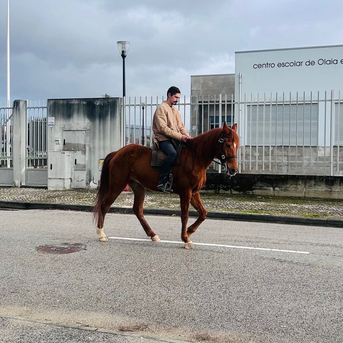 Égua alazã Cruzada com sangue árabe 5 anos