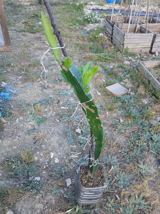 Planta pitaya grande