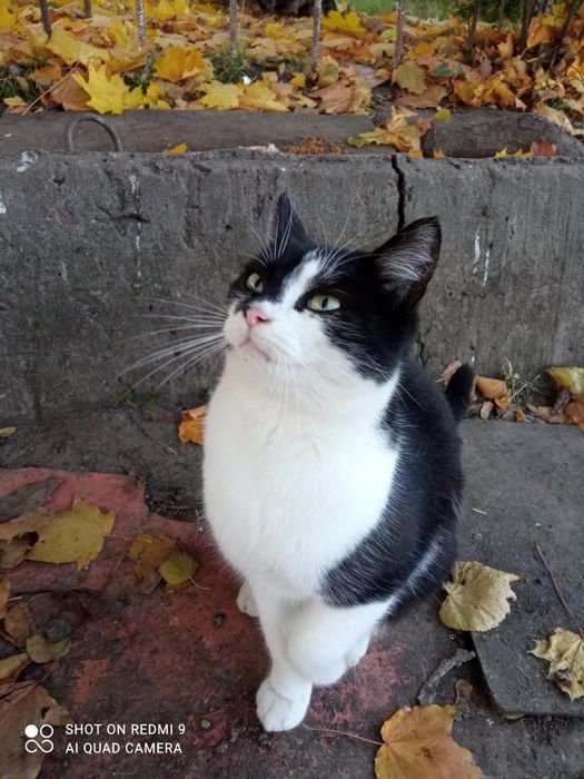 Аліса у відповідальну сім'ю