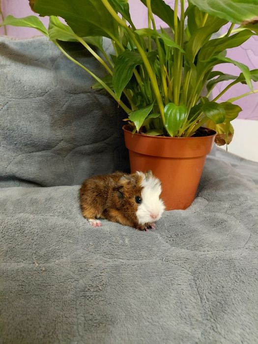 Продаю Морские свинки