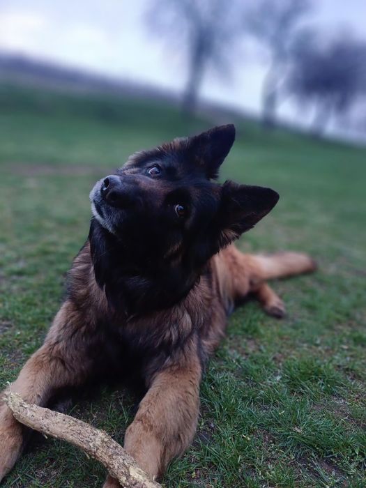 Кінолог. Дресирування собачок