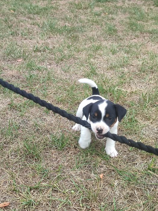 Jack Russell terrier