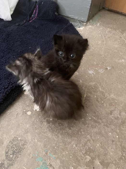 Ищу дом котенку