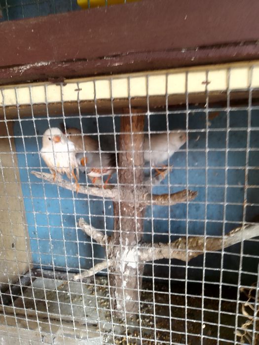 Vendo Mandarins e Canários os