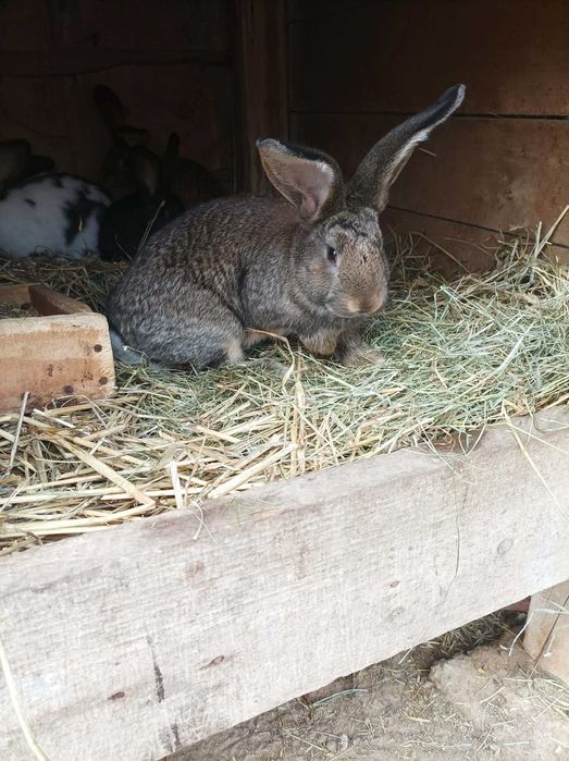Króliki bos srokacze