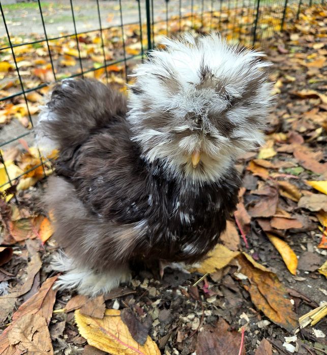 Silka jedwabiste jajka legowe