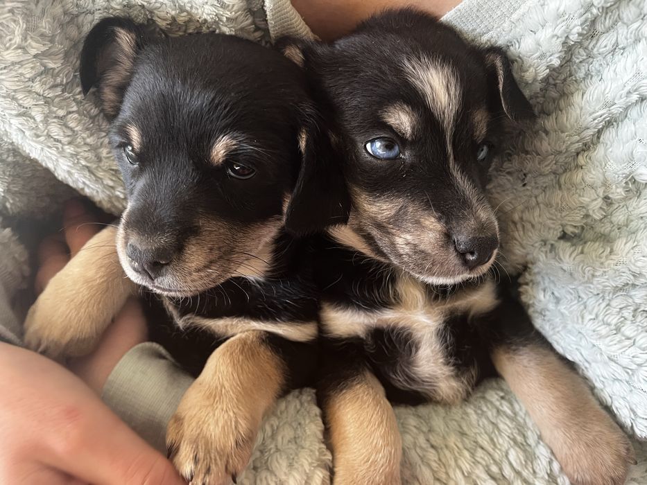 Oddam 2 suczki, odrobaczone, beda male