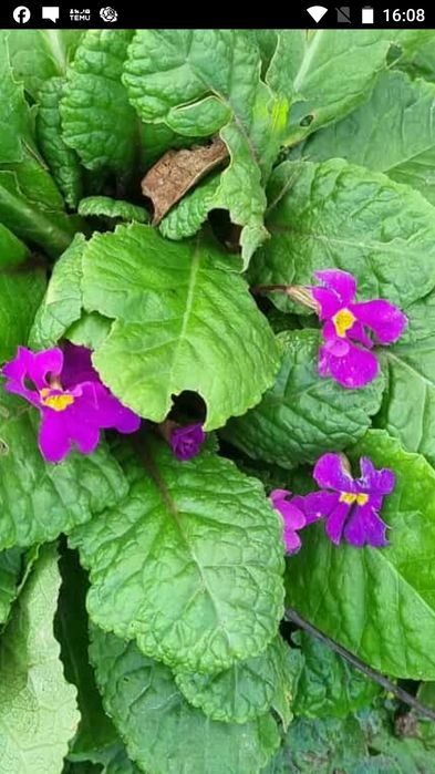 Pierwiosnek 4 duże sadzonki