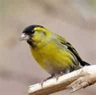 Aves  de Fauna anilhadas  2025/2026