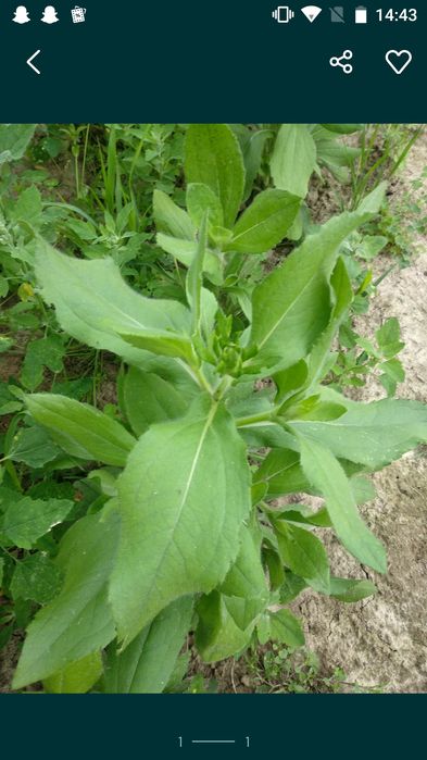Rudbekia 10 sadzonek
