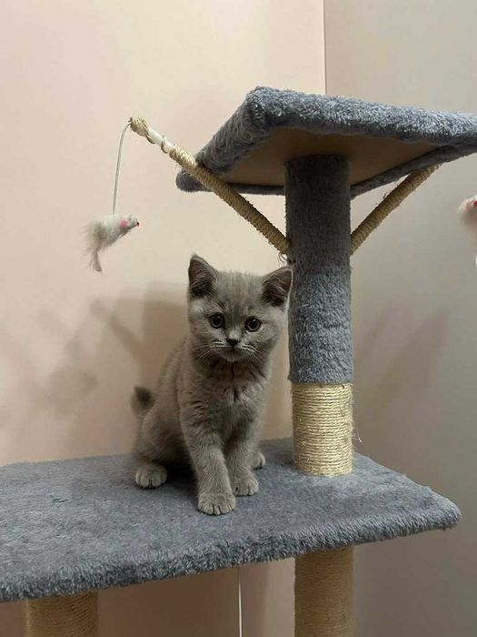 Kot Brytyjski - kotka