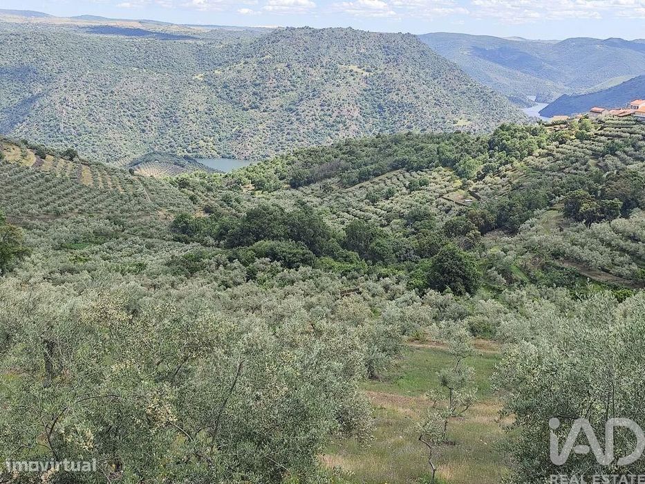 Terreno em Freixo de Espada à Cinta e Mazouco