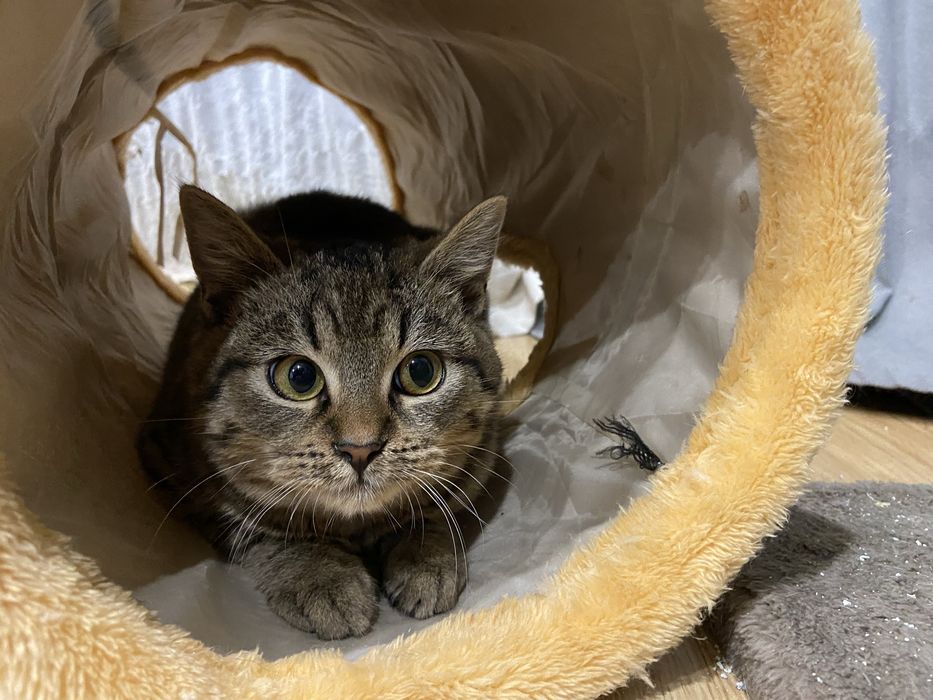 Szukamy domu! Nasturcja i Benio