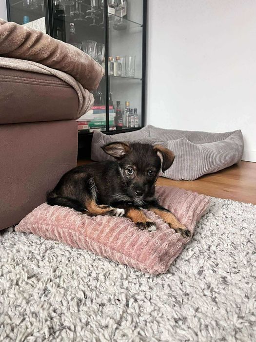 Milo - młody psiak pilnie szuka domu