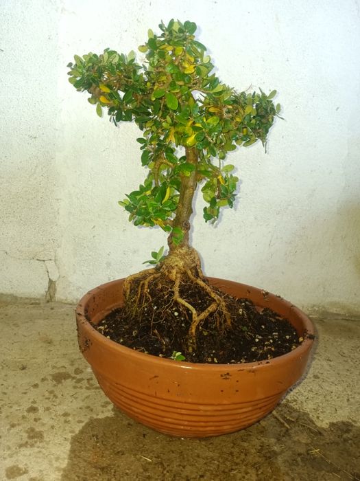 bonsai oliveira 10 anos.