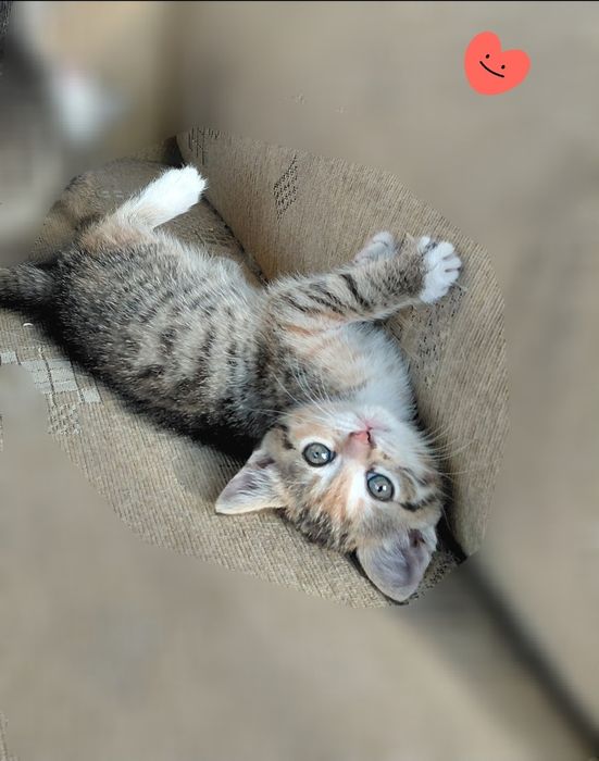 Кошенятка шукають дім