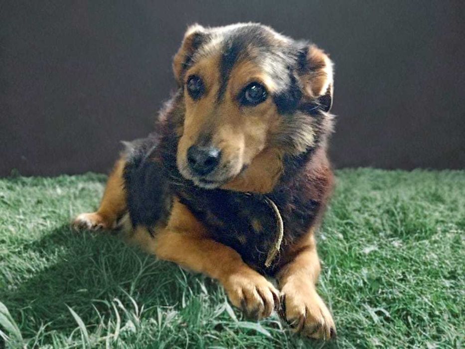 KUBA - około 11 letni pies