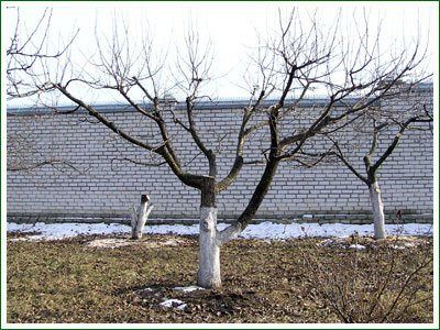 Зрізання дерев з гарантією збереження майна