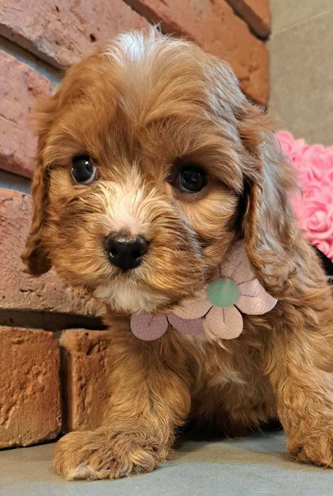 Chłopczyk  cavapoo zaraz do odbioru