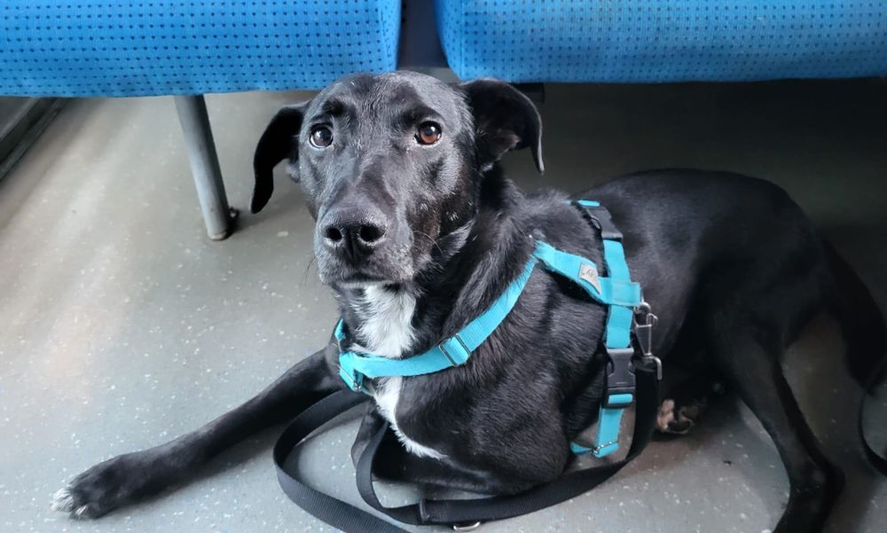 Charlie poleca się do adopcji!