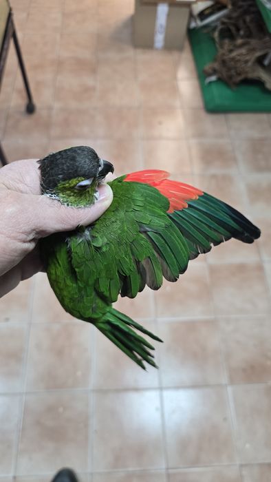 Pyrrhuras Tiriba-Rupestre